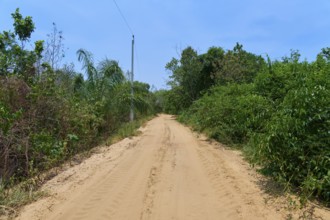 A dirt road leads through lush green vegetation under a blue sky, Porto Jofre, Pantanal, Mato