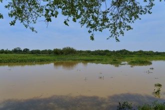 A quiet river stretches through green landscapes under a clear sky, Porto Jofre, Pantanal, Mato