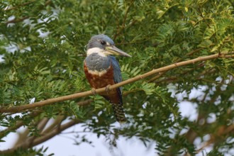 A bird with colourful plumage sits on a branch surrounded by dense foliage, Red-breasted Kingfisher