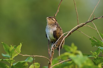 Small bird sitting on branch in front of blurred green background in natural environment,