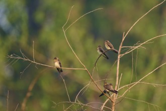 Four small birds sitting on bare branches against a blurred green background, sand martin (Riparia