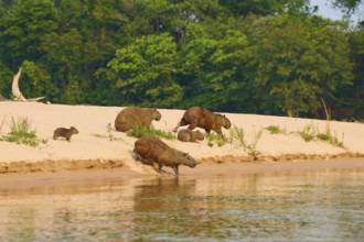 Group of capybaras moving along the bank of a river near a forest, Capybara, capybara (Hydrochoerus