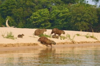 Capybaras move on a sandy surface next to a river course, Capybara, capybara (Hydrochoerus
