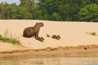 Capybara family relaxing on a sandy area near a forest, Capybara, capybara (Hydrochoerus
