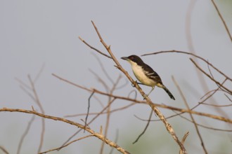 Small bird sitting on a bare branch in front of a clear blue sky, White-breasted Ant Shrike (Taraba