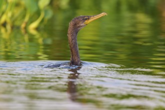 Bird appears alert in the calm green water, Olive Cormorant (Phalacrocorax olivaceus), Pantanal,