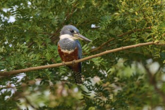 A colourful bird sits on a branch surrounded by green foliage in a tranquil atmosphere,