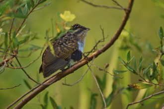 Small bird with brown feathers on a branch in lush, green surroundings, White-breasted Ant Shrike