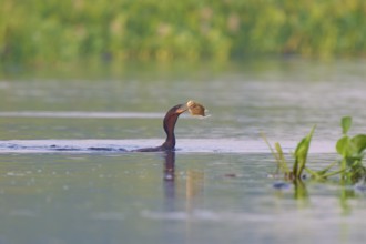 Bird in the water catching a fish in an idyllic water landscape, Olive Cormorant, Cormorant,
