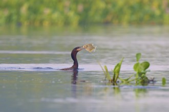Bird in the water proudly presenting a caught fish, Olive Cormorant (Phalacrocorax olivaceus),