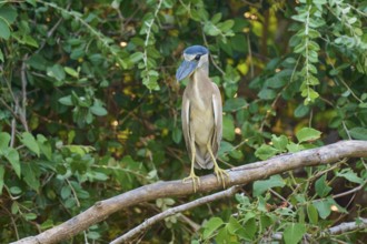 A bird standing on a branch surrounded by green foliage in a natural environment, Cochlearius