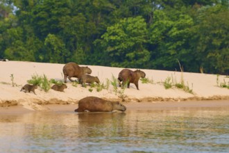 Several capybaras relaxing on the sandy bank of a river near a forest, Capybara, capybara