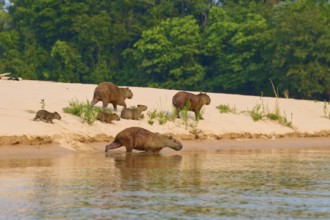 Capybaras are on the sandy banks of a river, surrounded by forest, Capybara, capybara (Hydrochoerus