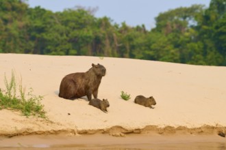 Three capybaras on a sandy area at the edge of the forest, Capybara, capybara (Hydrochoerus