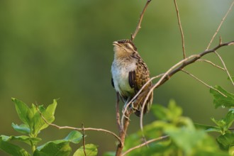 Small bird sitting on branch with green background, natural atmosphere, White-breasted Ant Shrike