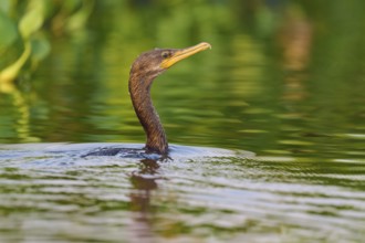 Attentive bird swimming in green waters, Olive Cormorant (Phalacrocorax olivaceus), Pantanal, Mato