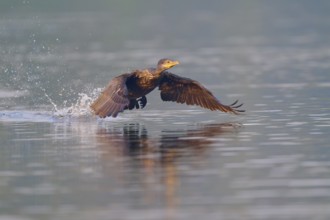 Bird spreads its wings and flies just above the water surface. Reflection in the soft light, Olive