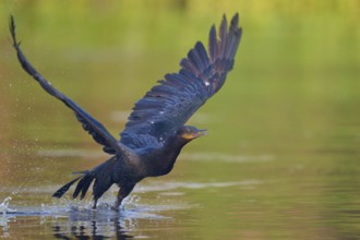 Elegant diving flight of a bird out of the water, Olive Cormorant (Phalacrocorax olivaceus),