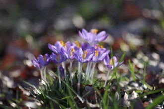 Elf crocus (Crocus tommasinianus), purple, flowers, spring, Germany