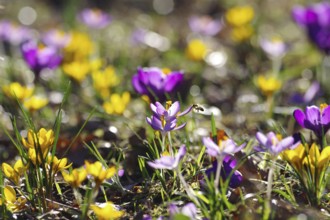 Crocuses (Crocus), colourful, Germany, The colourful flowers of crocuses attract the first insects
