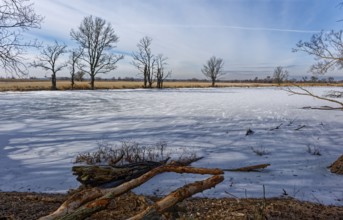Ice and snow-covered foothills of the Oder in the area of the Schwedt lock in the Lower Oder Valley