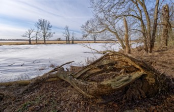 Dead wood on the icy and snow-covered foothills of the Oder in the area of the Schwedt lock in the
