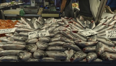 Fresh sea bream (Bramidae) at the fish market, Venice, Veneto, Italy