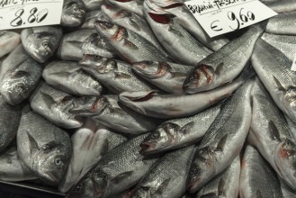 Fresh sea bass (Atractoscion nobilis) on ice, fish market, Venice, Veneto, Italy