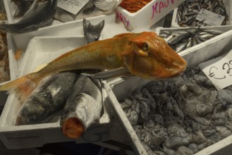 Fresh sea cat (Chimaeriformes), Rialto fish market in the San Polo district, Venice, Veneto, Italy