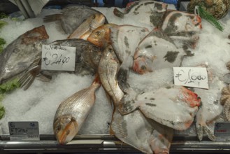 Fresh fish, on the left St Peter's fish (Zeus faber) on ice, Rialto fish market in the San Polo