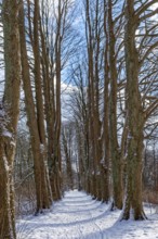 Snow-covered trees on the bridge tour, a hiking trail around Lake Kirchensee, in the UNESCO