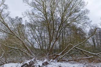 Trees covered with snow on the bridge tour, a hiking trail around Lake Kirchensee in the UNESCO