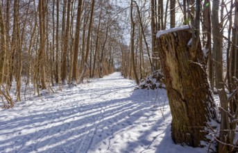 Snow-covered trees on the bridge tour, a hiking trail around Lake Kirchensee, in the UNESCO