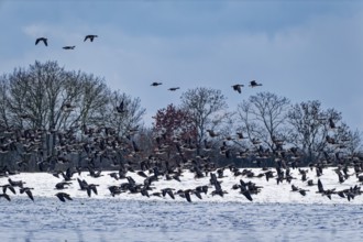 Wild geese over a snow-covered field in the UNESCO Schaalsee Biosphere Reserve. Kirchensee,