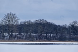 A sea eagle and other water birds on the frozen Schaalsee in the UNESCO Schaalsee Biosphere Reserve
