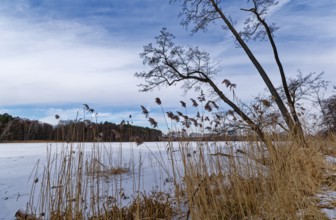Snow-covered and ice-covered shore of the Heiliger See, a lake in the Grumsin Beech Forest UNESCO