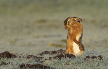European hare (Lepus europaeus) with icebeard on a hoarfrost-covered meadow, Lake Dümmer, Germany