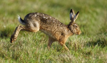 Running hare (Lepus europaeus), high speed, meadow, running, Lake Dümmer, Germany