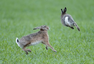 European hare (Lepus europaeus), pair in a meadow, Lake Dümmer, Germany