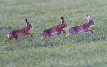 European hare, pursuit (Lepus europaeus), Lake Dümmer, Germany