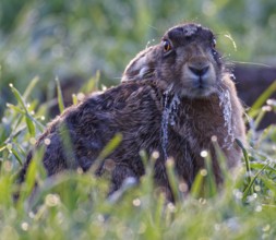 European hare (Lepus europaeus) with icebeard in a meadow, Lake Dümmer, Germany