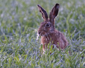 Foraging brown hare (Lepus europaeus) with ice beard on a hoarfrost-covered meadow, Lake Dümmer,