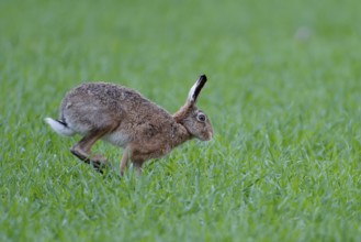 Hopping brown hare (Lepus europaeus), Texel Island, Netherlands