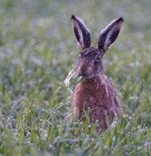 European hare (Lepus europaeus) with icebeard on a hoarfrost-covered meadow, Lake Dümmer, Germany