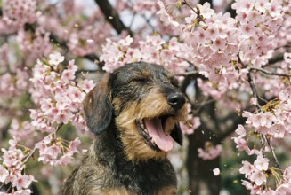 Dachshund with seasonal pollen allergies sneezing between blooming pink spring flowers. Generative