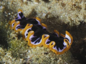 Colourful yellow-black whirlpool worm (Pseudoceros) with yellow edges and purple patterns moves