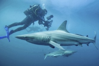 Diver photographing sharks, blacktip sharks (Carcharhinus limbatus) in the blue underwater world of