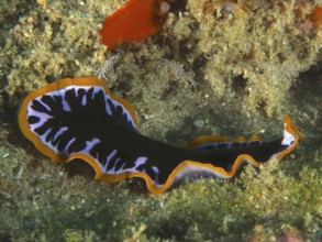 Bright yellow-black whirlpool worm (Pseudoceros) with orange-coloured edges and a striking pattern