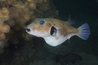 Seagrass pufferfish (Arothron immaculatus) moving between corals in the underwater world. Dive site