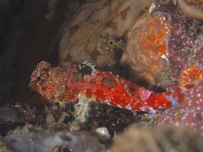 A colourful fish with red patterns, Cape three-finned blenny (Cremnochorites capensis), nestles on